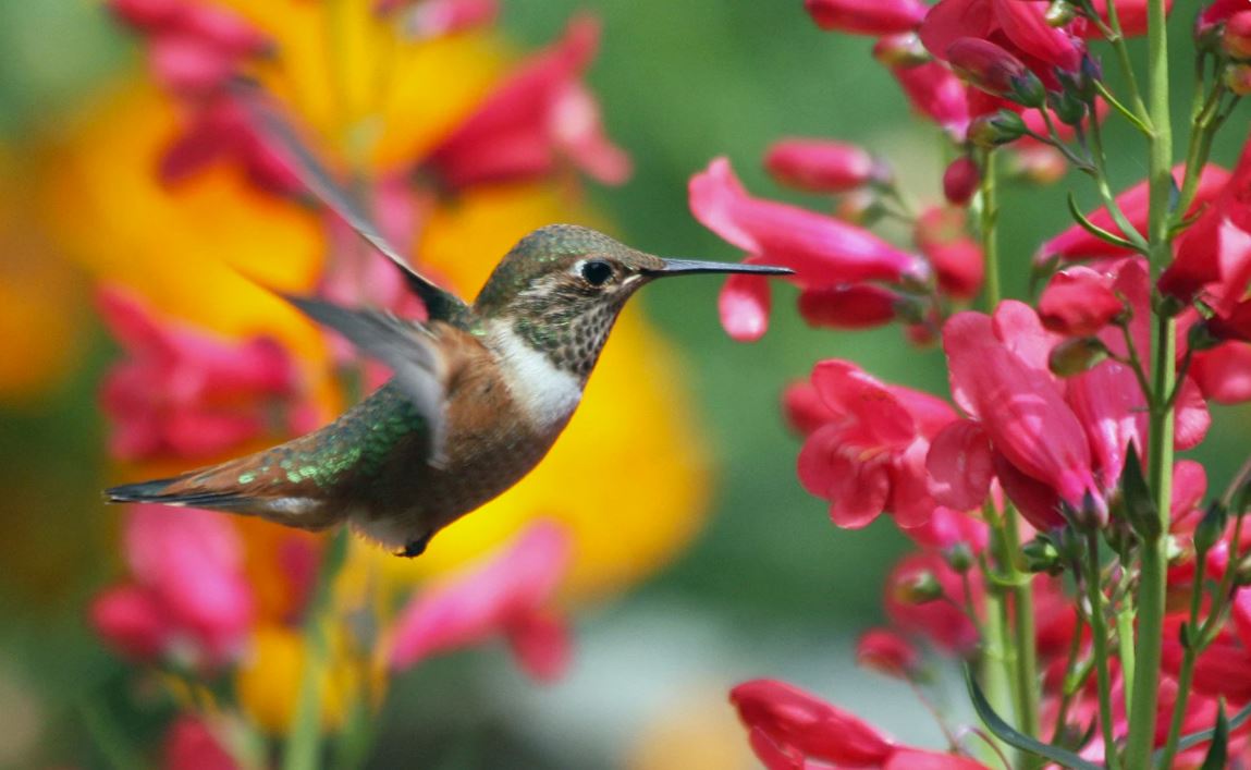 What Do Hummingbirds Really Mean Psychic Jobs