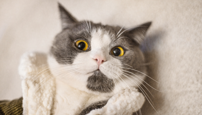 Are You a Pet Psychic? Are You a Pet Psychic?